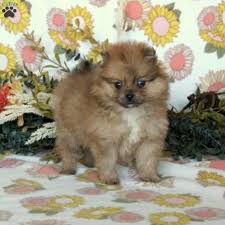 gus pomeranian puppy in