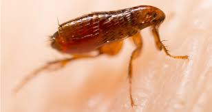 natural ways to combat fleas farmers