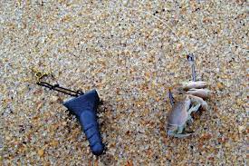 sand crabs for summer stripers