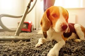 9 best carpet cleaners for dog urine