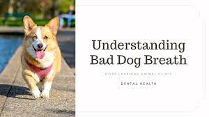 understanding bad dog breath river
