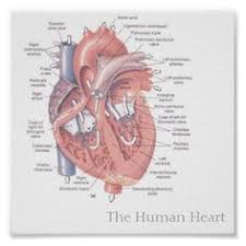 Image Result For A Labeled Heart Diagram Documents Pinterest