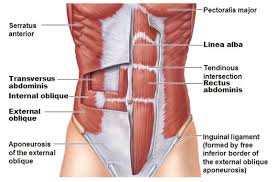 Muscles Of The Side Waist Chart Abdominal Muscles Anatomy