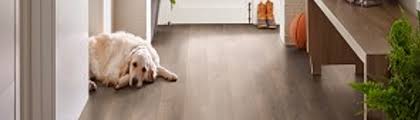 shaw faithful companion laminate flooring