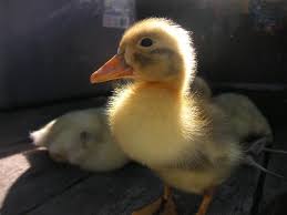 raising ducklings to ducks