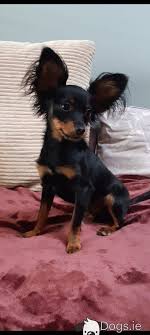 toy russian terrier