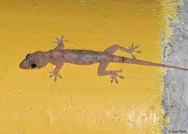 tropical house gecko hemidactylus mabouia