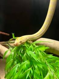albino darwin carpet python reptiles