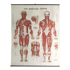 Vintage Mid Century Anatomical Chart Muscular System