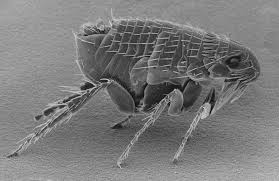 how long do fleas live without a host