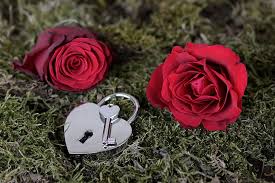 two red roses and stainless steel