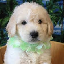 Find goldendoodle puppies for sale with pictures from reputable goldendoodle breeders. English White And Cream Goldendoodles Goldendoodle Puppy Goldendoodle Goldendoodle Puppy For Sale