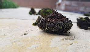 Why Moss On Your Patio Could Be A