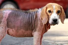 ringworm dog hair loss mange updated