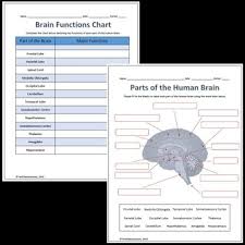 Parts And Functions Of The Brain Labeling Worksheet