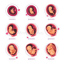 Fetal Development Stages Of Baby Growth In The Womb