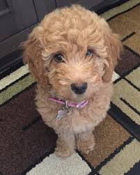 Labradoodle puppies for sale in oh; Monarch Australian Labradoodles Your New Best Friend Is Here