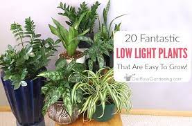 Low Light Indoor Plants Houseplants