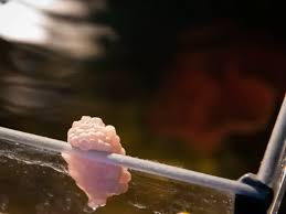 aquarium snail eggs care