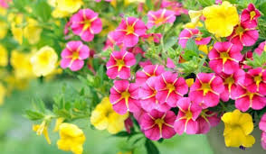 11 видове издържливи цветя за градината, които са лесни за отглеждане. Naj Podhodyashite Letni Cvetya Za Gradinata Ezine Bg