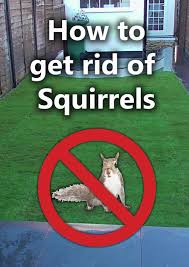 Get Rid Of Squirrels From Your Garden