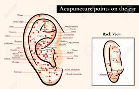 Reflex Zones On The Ear Acupuncture Points On The Ear Map Of