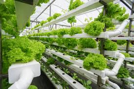 greenhouse farming the future for