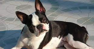 boston terrier how much does