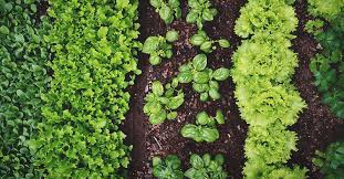 Avoid planting in square patterns or rows. How To Start A Vegetable Garden A Comprehensive Guide