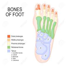 Bones Of Foot Human Anatomy The Diagram Shows The Placement