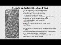 funciones del retículo endoplasmático