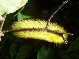 Fuzzy Yellow Caterpillar Apatelodes Torrefacta Bugguide Net