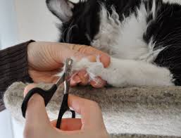 how to safely trim a cat s claws hubpages