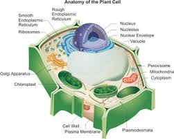 It is a rigid matrix present on the plant cell's surface. The Collection Of Organelle Markers Antibodies In Plant Cells Cusabio