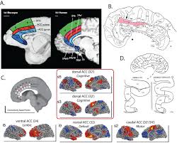 anatomy of anterior cingulate cortex a