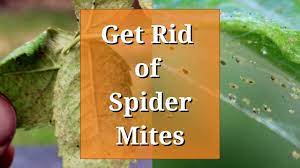 get rid of spider mites you