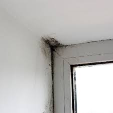 mold inspection in toronto for