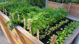 Raised Bed Soil The Ultimate Guide