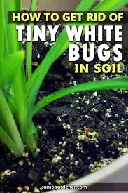 Get Rid Of Tiny White Bugs In Soil