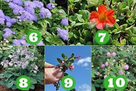 10 Miniature Flowering Plants For A