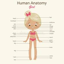 A diverse cast of models shows how the standard of beauty for women has changed dramatically over time.find out more about how our perception of women's. Human Body Anatomy Little Girl Stock Vector Illustration Of Little Health 77213193