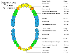 Permanent Tooth Eruption Chart Smaller Comfort Dental Of