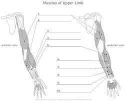 Muscles of the anterior forearm flexion pronation teachmeanatomy. Muscle Blank Drawing Upper Limb Anatomy Arm Muscle Anatomy Muscles Of Upper Limb