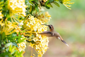 Back Garden A Wildlife Habitat