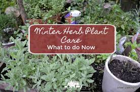 Winter Herb Plant Care What To Do Now