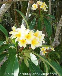 Having flowering trees in your garden is a great way to add height to the space. Frangipani Tree