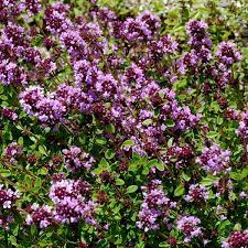 creeping thyme mother of thyme purple