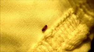 varied carpet beetle larvae anthrenus