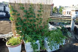 Growing Tips For Rooftop Vegetable