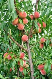 10 Fastest Growing Fruit Trees For Your